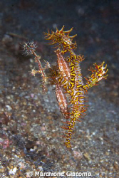 strange family
Nikon D200, 60 micro, twin strobo
Lembeh... by Marchione Giacomo 